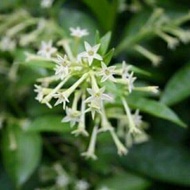 Pokok bunga sedap malam(wangi)