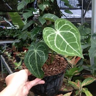 Anthurium Tarantula