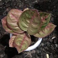 Aglonema Denpasar Moon Aglaonema