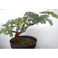 Bibit Tanaman Bonsai Putri Malu//Tanaman Herbal Putri Malu