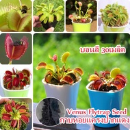 30pcs กาบหอยแครงปากแดง Venus Flytrap Seeds บอนสี เสือพราน ไม้กินแมลง กาบหอยแครงปากแดง Funny Plant ต้