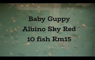 Guppy fish _Baby Guppy Albino Sky Red -(10 fish Rm15) Random pick