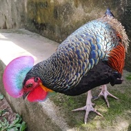 Promo Ayam Hutan Hijau Anakan Original Berkualitas