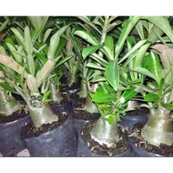 Termurah Bahan Bonsai Adenium - Kamboja Jepang - Bonggol Besar