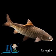 Ikan Kelah Merah Red Mahseer 1pc (S Size) by LS Aquatic