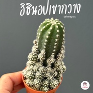 อิชินอปเขากวาง Echinopsis แคคตัส กระบองเพชร cactus&amp;succulent