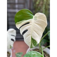 MONSTERA BORSIGIANA ALBO