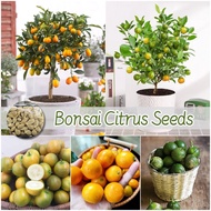 [100% Original] 35pcs Potted Citrus Seeds Bonsai Seeds for Planting Fruits Vegetable Plants Citrus T