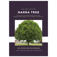 Narra Seeds for Planting (2 seeds) TREE