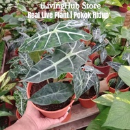 iLiving Plant: Alocasia Polly 大仙女海芋 Real Live Plants, Pokok Hidup, Indoor Plants, Outdoor Plants, Garden