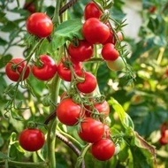 MERAH 25 Mini Red Cherry Tomato Seeds Chung Superior Quality Rampai Cherry Tomato Seeds Mini Red Che