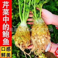 Fire Ginseng Fruit Seeds Mars Fruit Sea Cucumber Fruit Melon Seeds Sashimi Seeds Four Seasons Vegeta
