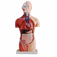 NKHC  Anatomy model: NK- 203 หุ่นจำลองมนุษย์ครึ่งแสดงอวัยวะภายใน ขนาด 26 เซนติเมตร ถอดประกอบได้ 15 ช