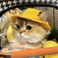 Topi anak anjing, topi kucing Corgi, topi nelayan kucing, topi anjing, pelindung matahari musim pana