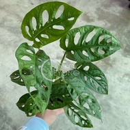 TKL - Monstera Adansonii/Obliqua/Obliqua Swiss Cheese Plant 巨洞/洞洞羽/多孔龟背竹