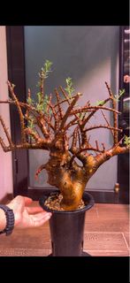 鹿角橄欖Commiphora cervifolia 橄欖科Burseraceae 沒藥屬Commiphora
