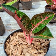 Tanaman hias aglonema adelia - pusat aglonema