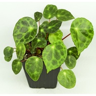 Tortoise Shell Begonia (Begonia kingiana) | Unique Foliage in 12cm Pot - Exquisite Indoor Plant