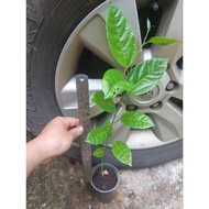 Panama Rose Gold Passion Fruit Tree 30cm± 巴拿马玫瑰香黄金百香果树苗