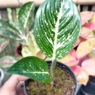 Aglaonema Adelia white realpict