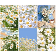 RUOPOTY 60x75cm/50x65cm/40x50cm Frame Picture By Numbers Daisy DIY Frame HandPainted Wall Art Colori