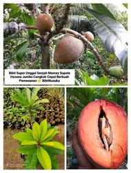 OEF Bibit Sawo Mamey Sapote Havana Jumbo Kualitas Unggul Genjah Cepat Berbuah Pembibitan Tanaman Poh