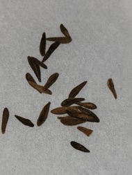 安博棒槌種子 P. Ambongense