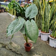 90s Greenovation Live Plant Alocasia Wentii P120
