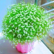 [Gypsophila Seed] [Gypsophila Seeds] Blossoming Uninterrupted Indoor Balcony Air Purification Orname