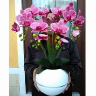 Terlaris Rangkaian Anggrek Bunga Anggrek Latex Pink Bintik Bunga