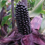 HYBRID PURPLE CORN - (20 seeds)