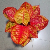 bibit aglonema Hughes merah daun 1-2