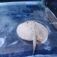 pari air tawar pearl ikan