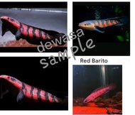 anak channa maru red barito hight qualiti 3-4inci