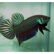 Genuine Mahachai Betta Fish Fermentation Water Source