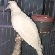 Perkutut Putih Lurik Mata Merah