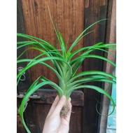 tillandsia brachycaulos 'selecta' x streptophylla / airplant/ 空气凤梨-貝克力x电卷