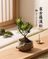 矮化雀舌羅漢松微型盆景