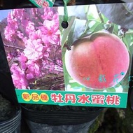 心栽花坊-牡丹水蜜桃/水蜜桃品種/嫁接苗/水果苗/售價180特價150