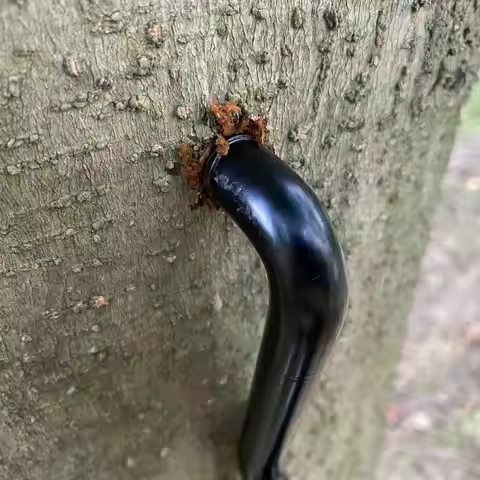 Screw In Tree Steps 20.7cm/8.15 inches Outdoor Hunting Tree Mount 705lbs Self-Tapping Screw Mount Sl