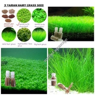 TERMURAH BIBIT BENIH HAIRGRASS MINI MONTE CARLO KARPET SEED CARPED SEED BENIH TANAMAN AQUASCAPE