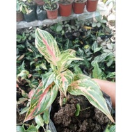 AGLAONEMA  VARIETIES