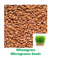 Cat Wheat grass seeds / Microgreens / Microgreen Seeds cat snacks hydroponics seeds plant seeds