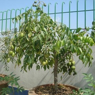 Bibit Tanaman Buah Kedondong Mini