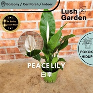 LUSH GARDEN Peace Lily 白掌 Anak Pokok Bunga Hiasan Dalam Rumah Hidup Ruang Tamu Indoor Plant Live Flo