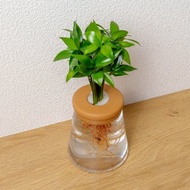 竹柏 三角水耕盆栽 室內植物 觀葉植物 禮物 水培