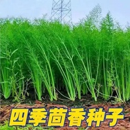 Fennel Seeds Multiple Harvesting Cut Stubborn Leaf Fennel Seeds Four Seasons Sowing Grain Flavor Sea