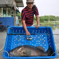 Fishing rod azores pe3-6