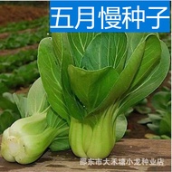May Slow Small Cabbage Seeds Four Seasons Vegetable Seeds Cabbage Vegetable Seeds Balcony Potted Veg