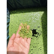 Mosquito fern/Azolla (Aquatic Plant, tanaman air)